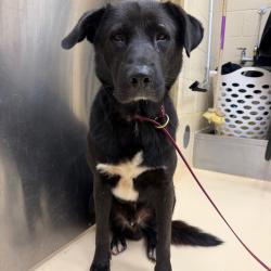 Shelter Stray Male Dog last seen , 5570 Sturmer Park Cir, Winston-Salem, NC 27105, USA