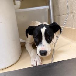 Shelter Stray Female Dog last seen , 5570 Sturmer Park Cir, Winston-Salem, NC 27105, USA