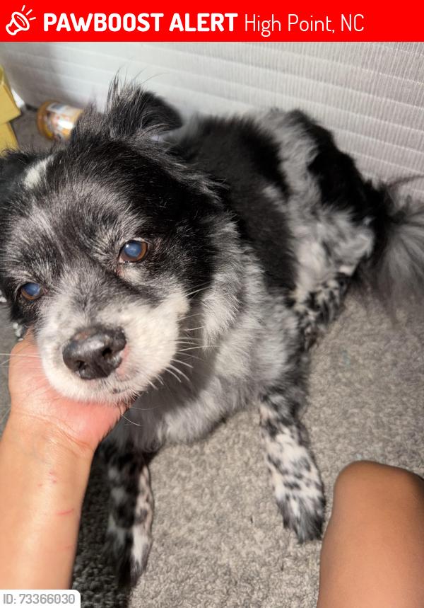 Lost Male Dog last seen smith street park street, High Point, NC 27260