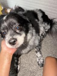 Lost Male Dog last seen smith street park street, High Point, NC 27260
