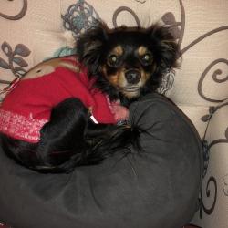 Reunited Female Dog last seen Willow/Holly, Rialto, CA 92376