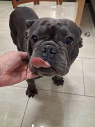 Reunited Male Dog last seen Vermack Road, Dunwoody, GA 30338