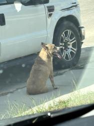 Found/Stray Male Dog last seen Crestway and Noble Crst, Northeast Side, TX 78109