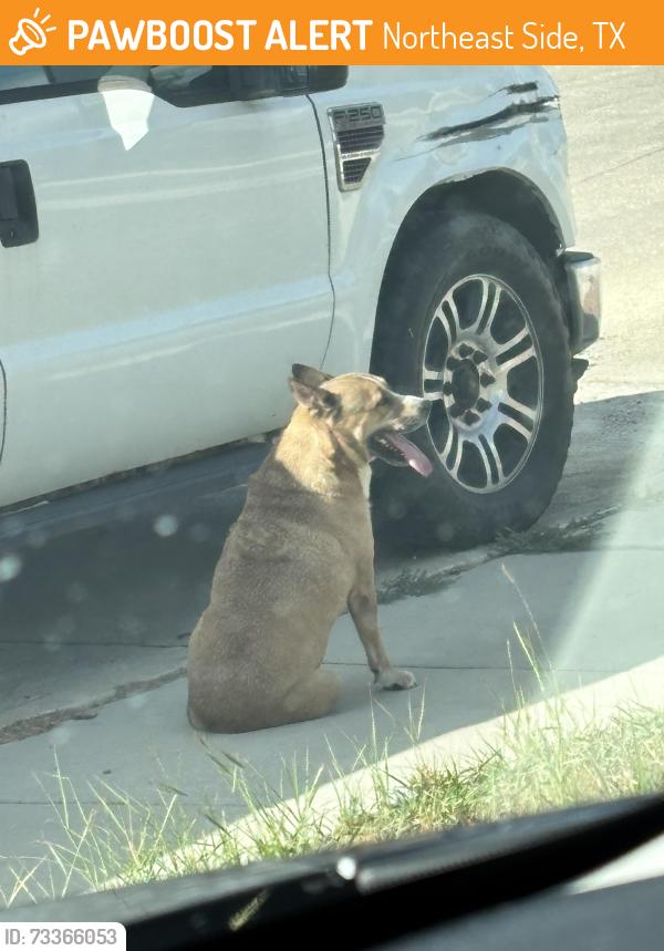 Found/Stray Male Dog last seen Crestway and Noble Crst, Northeast Side, TX 78109