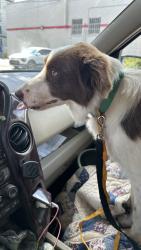 Reunited Female Dog last seen Hartsfield Road, Tallahassee, FL 32303