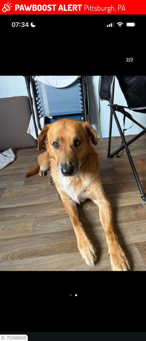 Lost Male Dog last seen Between Aldi in Lawrenceville and Morningside by the zoo, Pittsburgh, PA 15206