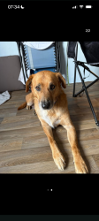 Lost Male Dog last seen Between Aldi in Lawrenceville and Morningside by the zoo, Pittsburgh, PA 15206