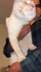Found/Stray Male Cat last seen Markham and Eglinton, Toronto, ON M1J 3E5