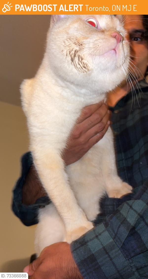Found/Stray Male Cat last seen Markham and Eglinton, Toronto, ON M1J 3E5