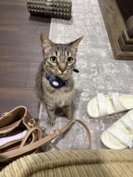 Lost Female Cat last seen Magestic/patricia Ann, Lafayette, LA 70508