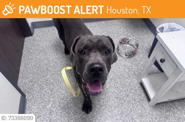 Found/Stray Male Dog last seen Louetta and Grant, Houston, TX 77429