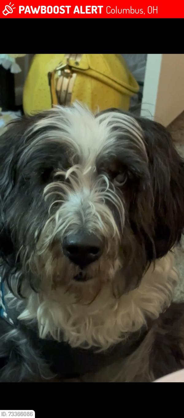Lost Male Dog last seen MorseRoad, Columbus, OH 43229