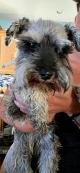 Found/Stray Unknown Dog last seen Hwy2 and 104rh, Commerce City, CO 80022