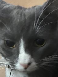 Lost Male Cat last seen Boxworth road, Elsworth, England 