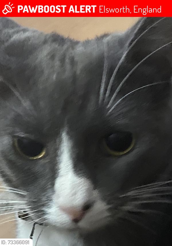 Lost Male Cat last seen Boxworth road, Elsworth, England 