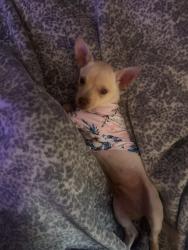 Reunited Male Dog last seen Holly/willow, Rialto, CA 92376