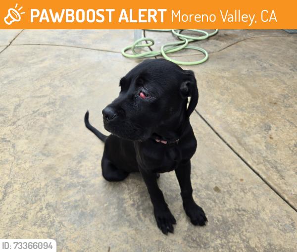 Found/Stray Female Dog last seen Perris Blvd & John F. Kennedy Blvd, Moreno Valley, CA 92553