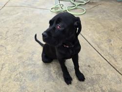 Found/Stray Female Dog last seen Perris Blvd & John F. Kennedy Blvd, Moreno Valley, CA 92553