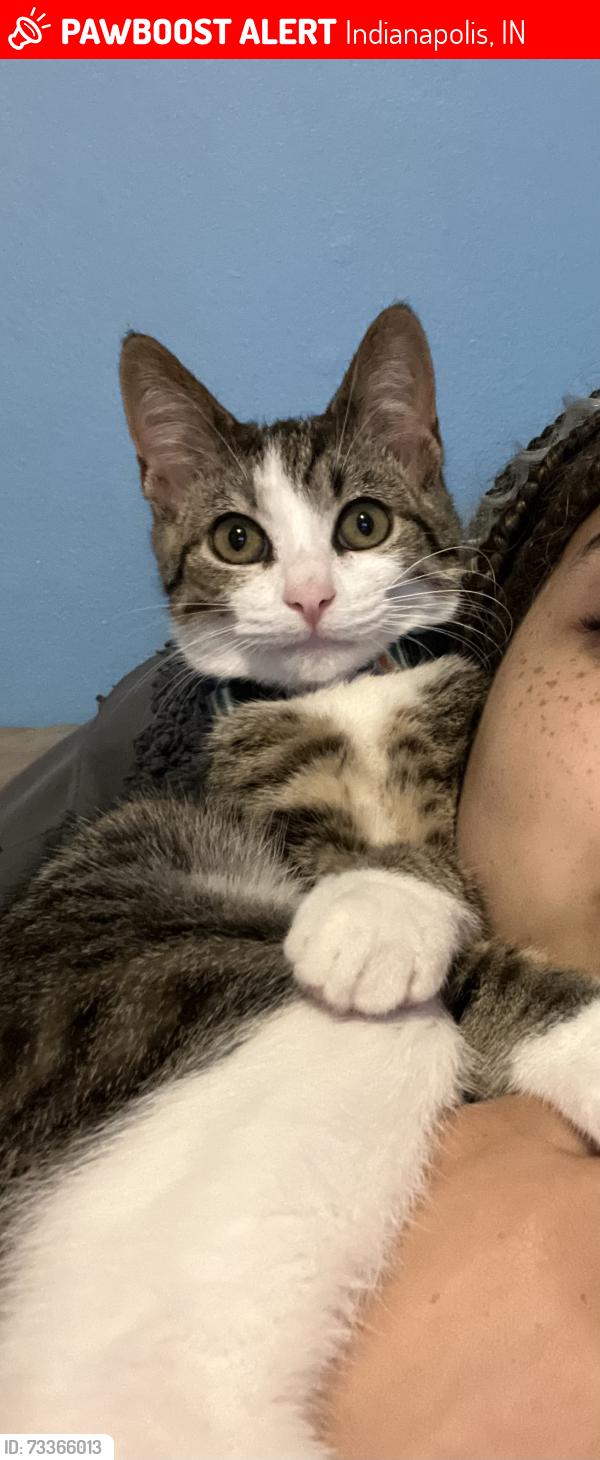 Lost Male Cat last seen Gumwood Dr. in Woodpointe addition off W.10th st., Indianapolis, IN 46234