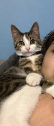 Lost Male Cat last seen Gumwood Dr. in Woodpointe addition off W.10th st., Indianapolis, IN 46234
