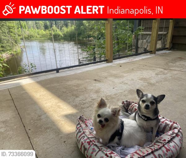 Lost Female Dog last seen Country Farms, Indianapolis, IN 46254