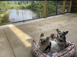 Lost Female Dog last seen Country Farms, Indianapolis, IN 46254