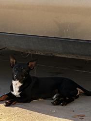 Found/Stray Male Dog last seen Blackstone and Herndon, Fresno, CA 93726
