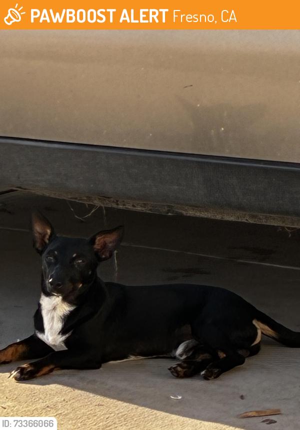 Found/Stray Male Dog last seen Blackstone and Herndon, Fresno, CA 93726