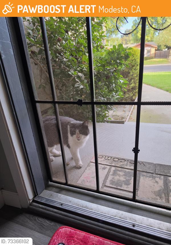 Found/Stray Unknown Cat last seen Laramie, Modesto, CA 95355