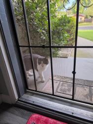 Found/Stray Unknown Cat last seen Laramie, Modesto, CA 95355