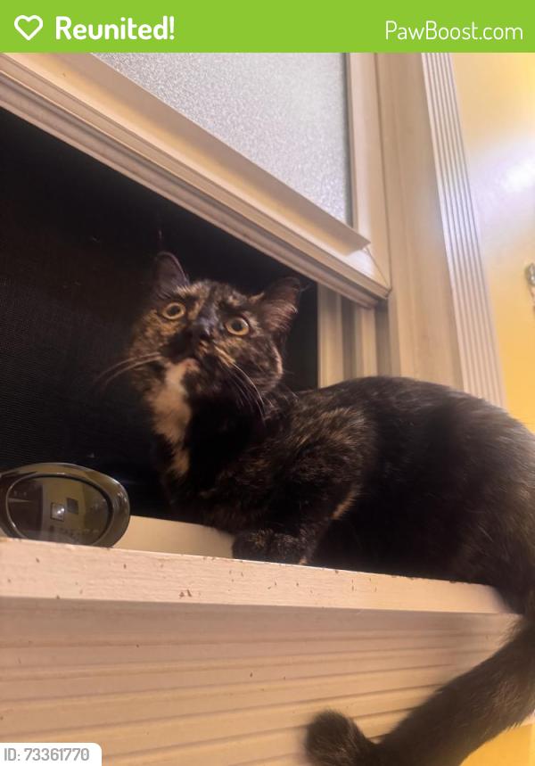 Reunited Unknown Cat last seen W Ferry St, Buffalo, NY, USA, Buffalo, NY 14222