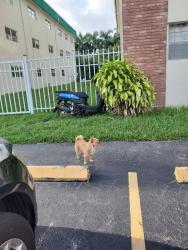 Found/Stray Unknown Dog last seen Near Atlantic Shores Blvd, Hallandale Beach, FL 33009, Hallandale Beach, FL 33009