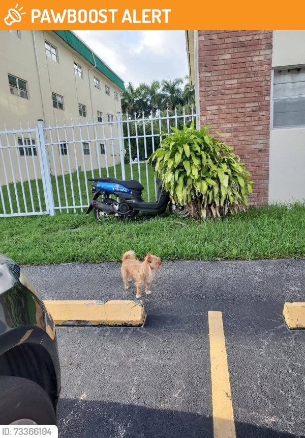 Found/Stray Unknown Dog last seen Near Atlantic Shores Blvd, Hallandale Beach, FL 33009, Hallandale Beach, FL 33009