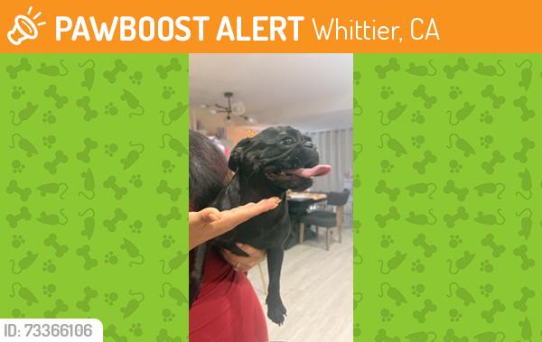 Found/Stray Female Dog last seen Thrace Dr, Whittier, CA 90604