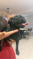 Found/Stray Female Dog last seen Thrace Dr, Whittier, CA 90604