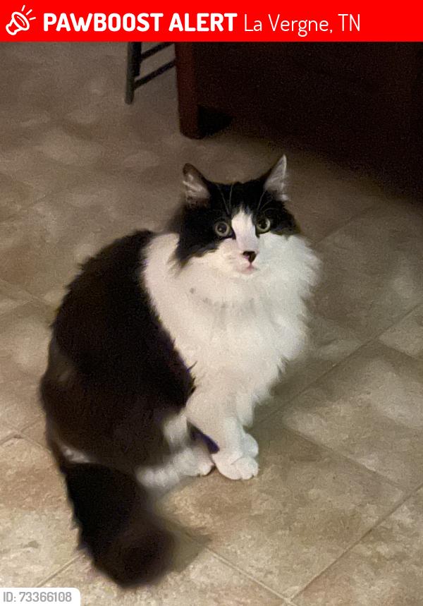 Lost Male Cat last seen E Nir Shreibman & Sandhill Rd, La Vergne, TN 37086