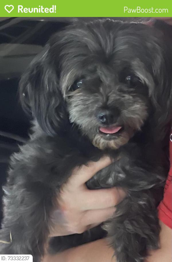 Reunited Male Dog last seen Machado St & Lakeshore Dr, Lake Elsinore, CA 92530, USA, Lake Elsinore, CA 92530