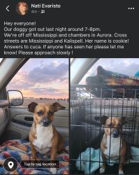 Lost Female Dog last seen Near S Jasper St, Aurora, CO 80017, Aurora, CO 80017