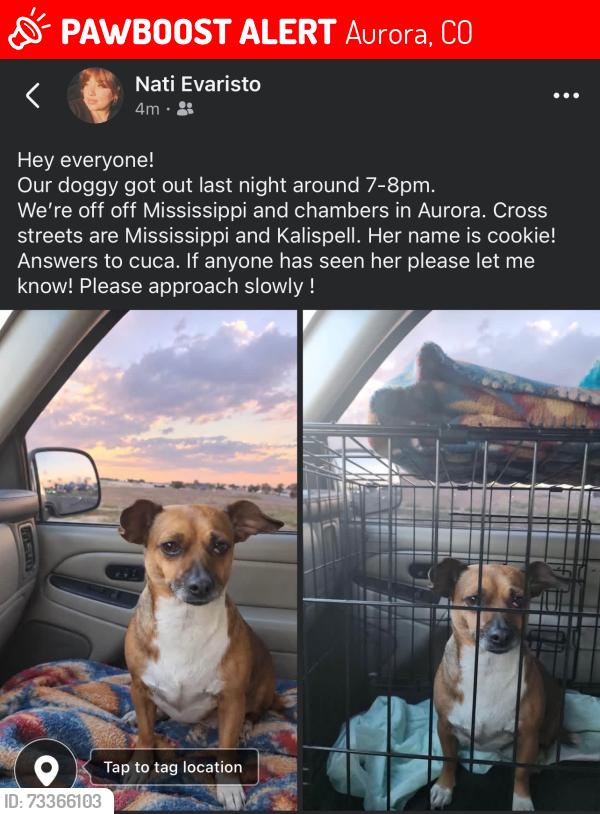 Lost Female Dog last seen Near S Jasper St, Aurora, CO 80017, Aurora, CO 80017