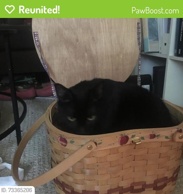 Reunited Male Cat last seen Near martense street, Brooklyn, NY 11226