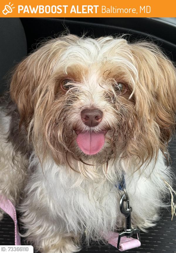 Found/Stray Male Dog last seen Chatford Ave, Baltimore, MD 21206