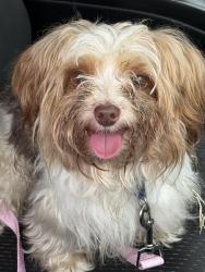 Found/Stray Male Dog last seen Chatford Ave, Baltimore, MD 21206