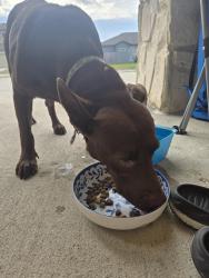 Found/Stray Female Dog last seen Holly Drive, Corpus Christi, TX 78414