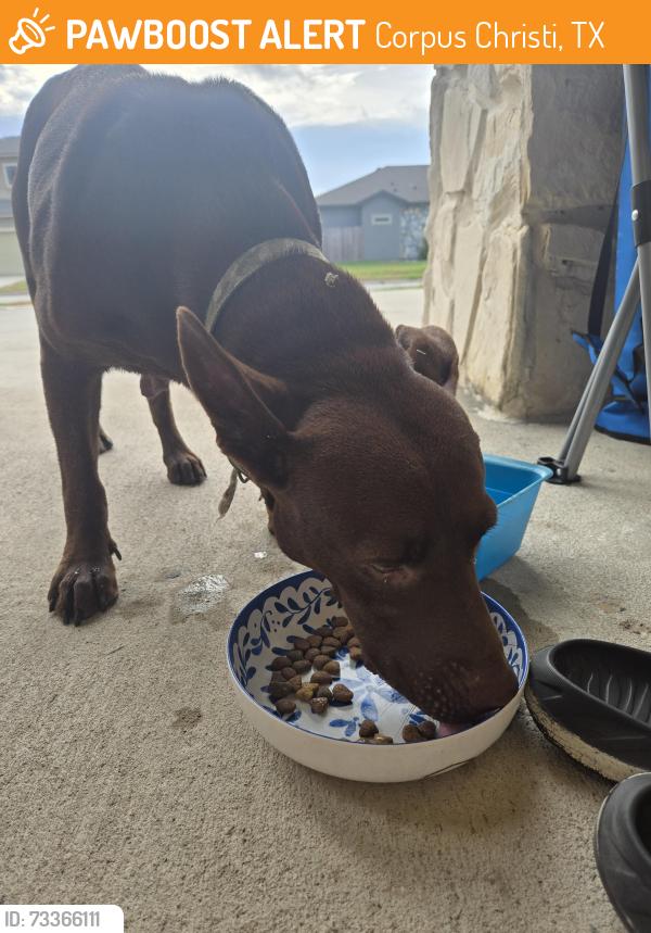 Found/Stray Female Dog last seen Holly Drive, Corpus Christi, TX 78414