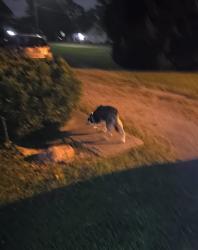 Found/Stray Unknown Dog last seen Sedan and Charlotte, Obetz, OH 43207