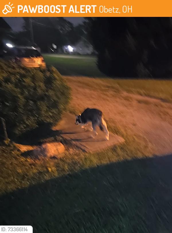 Found/Stray Unknown Dog last seen Sedan and Charlotte, Obetz, OH 43207