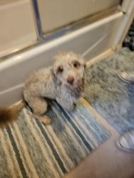 Reunited Male Dog last seen S 11th St and Hulman St, Terre Haute, IN 47807