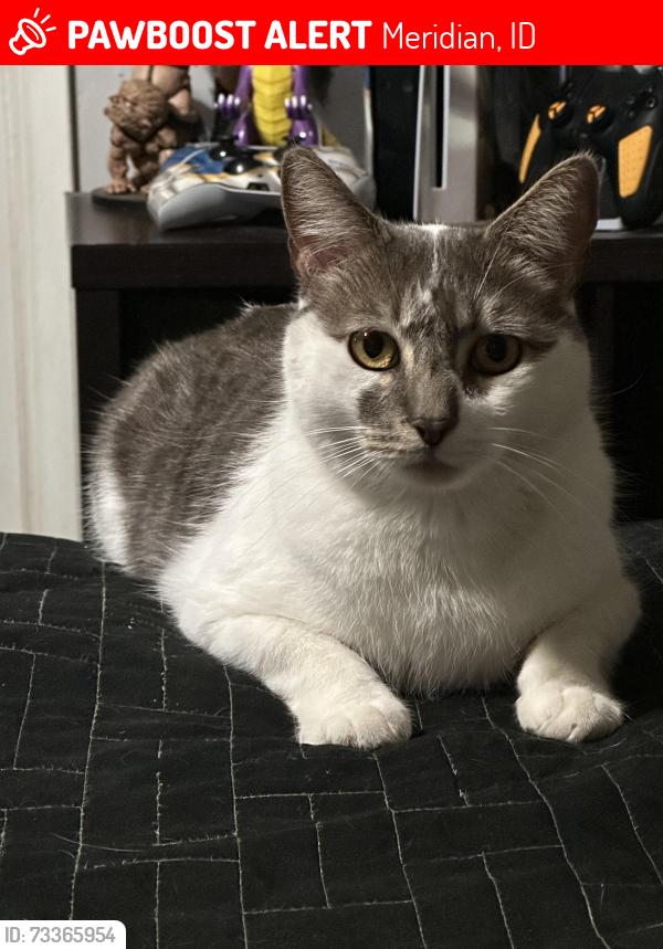 Lost Male Cat last seen Locus Groove and Chinden, Meridian, ID 83646