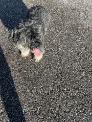 Reunited Male Dog last seen Easterling Deive, Orlando, FL 32819