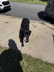 Found/Stray Female Dog last seen Sea biscuit, Pawtucket, RI 02861